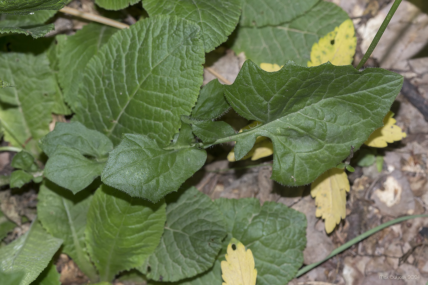 Image of Lapsana intermedia specimen.
