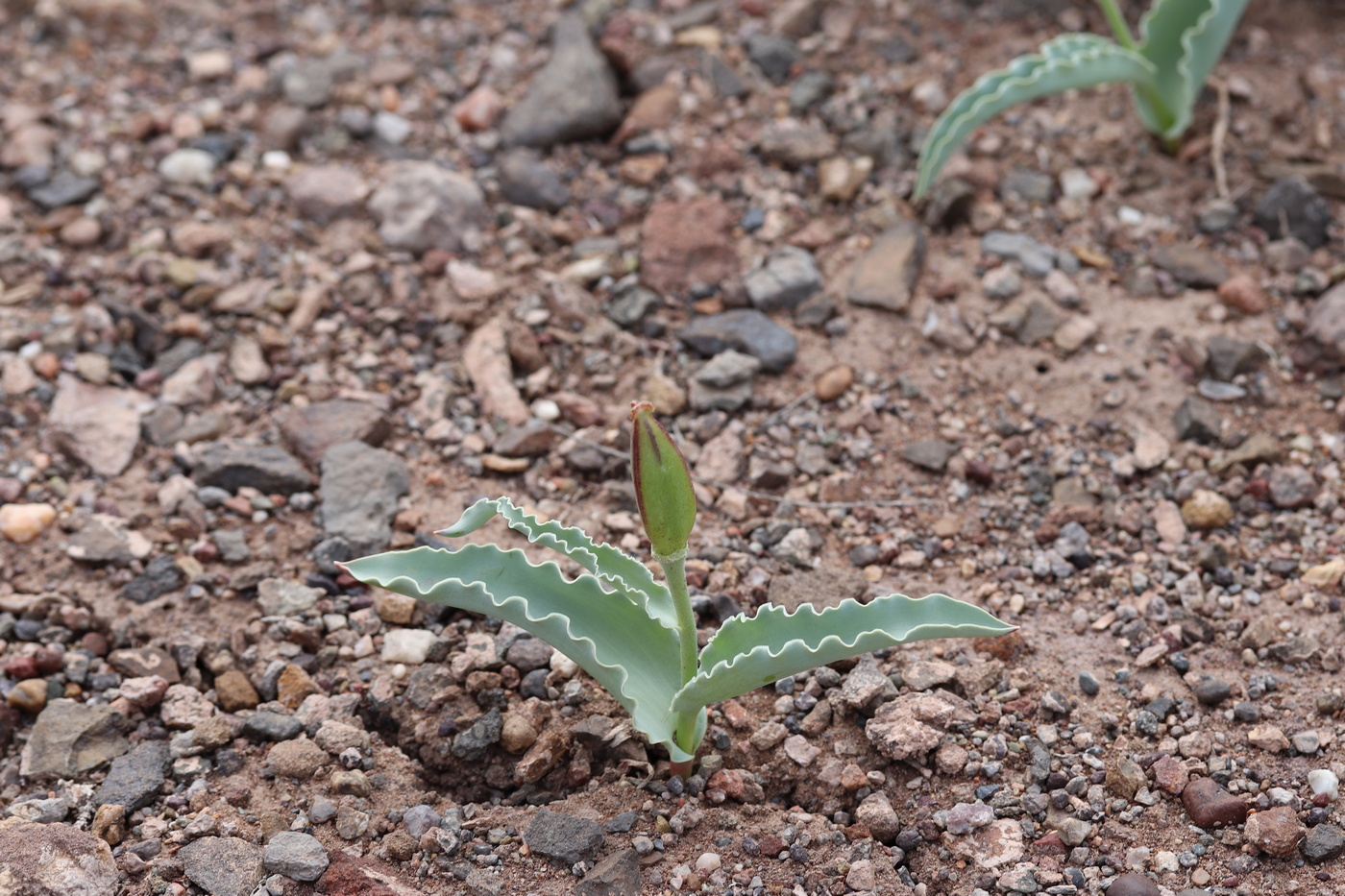 Image of Tulipa alberti specimen.