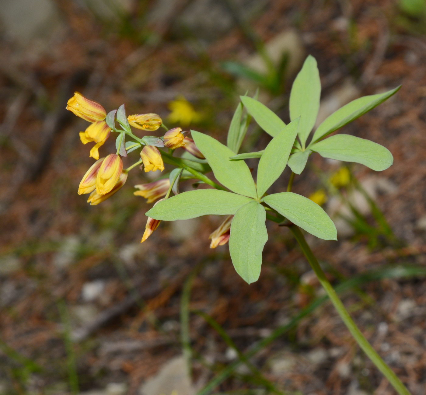 Image of Gymnospermium alberti specimen.