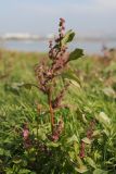 Oxybasis chenopodioides