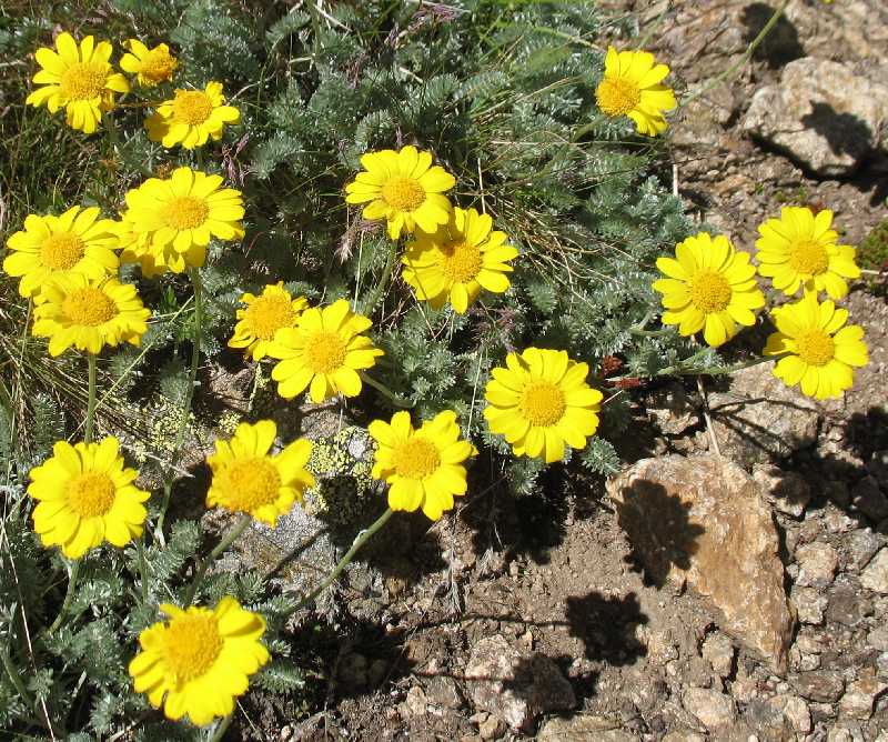 Image of Anthemis marschalliana ssp. pectinata specimen.