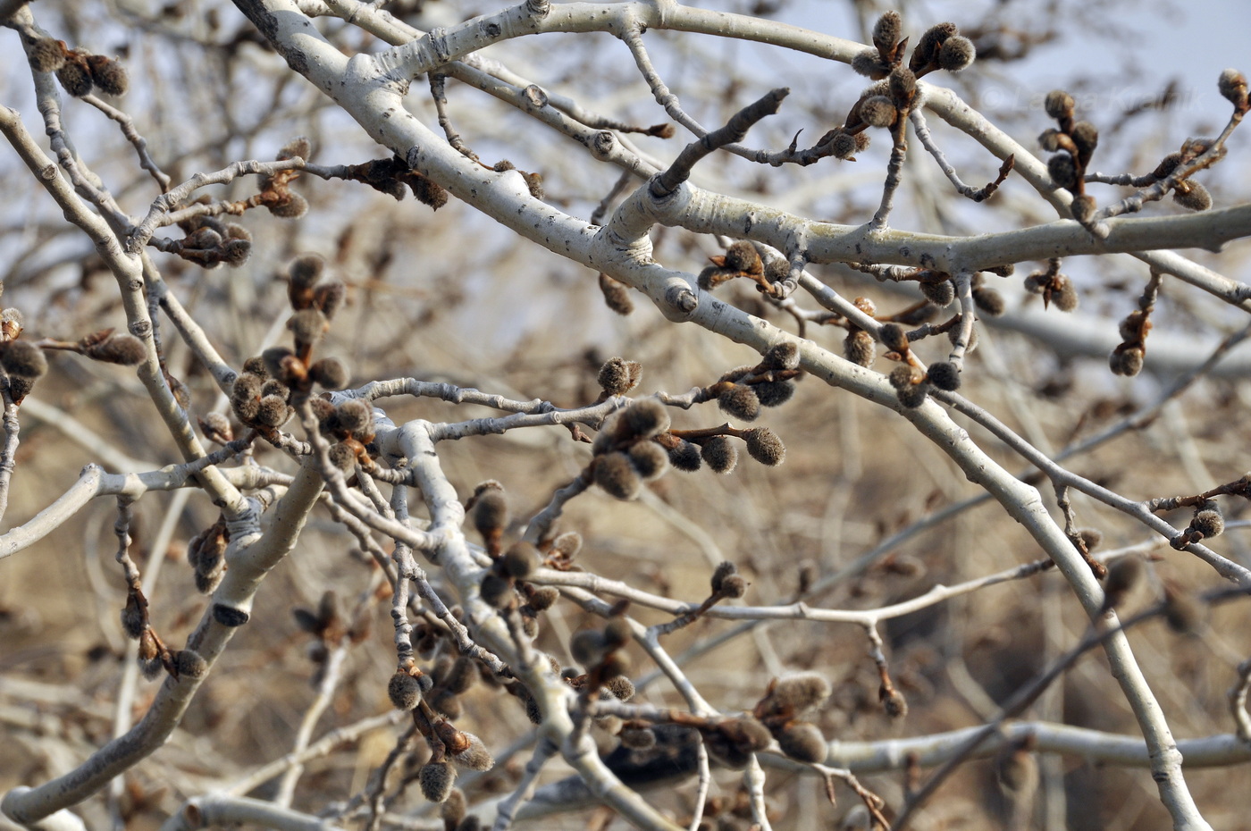 Image of genus Populus specimen.