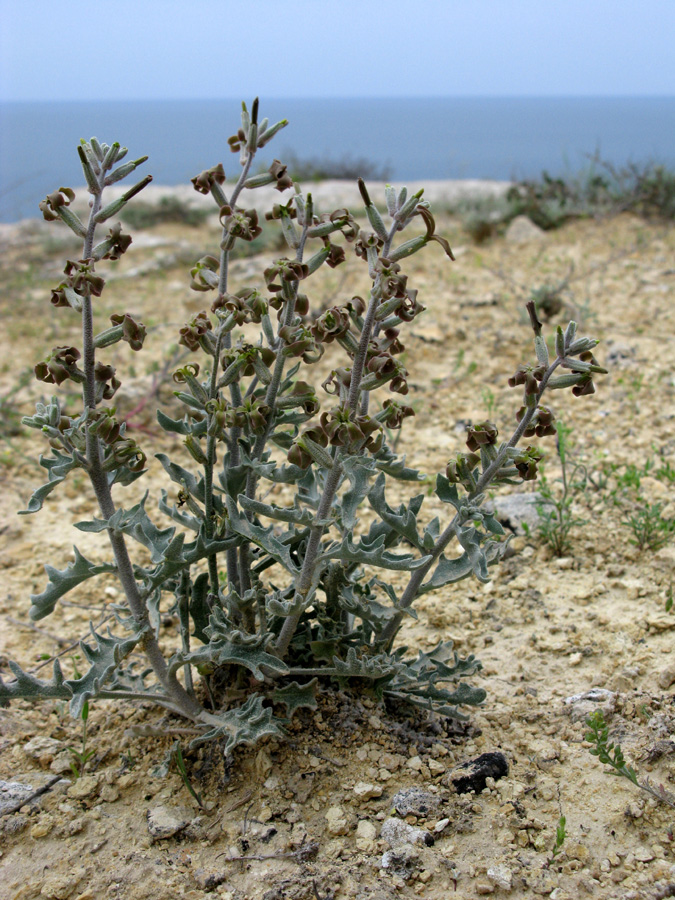 Изображение особи Matthiola robusta.