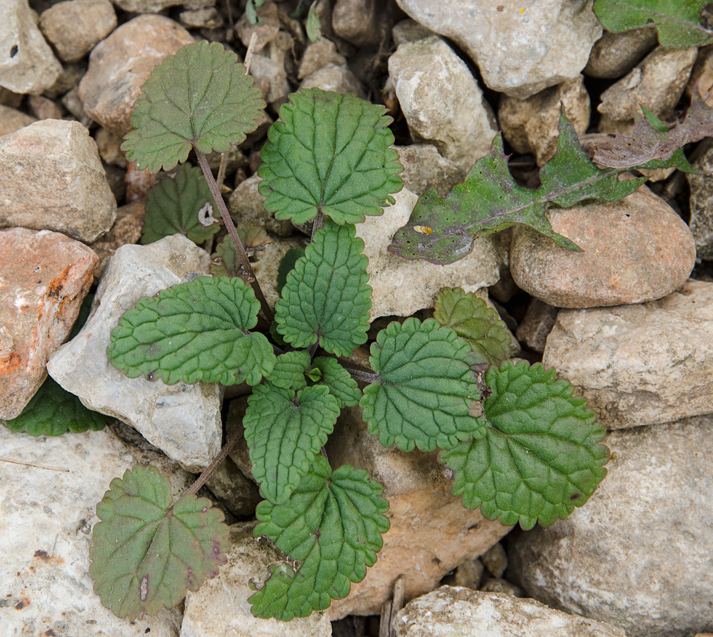 Изображение особи Dracocephalum thymiflorum.