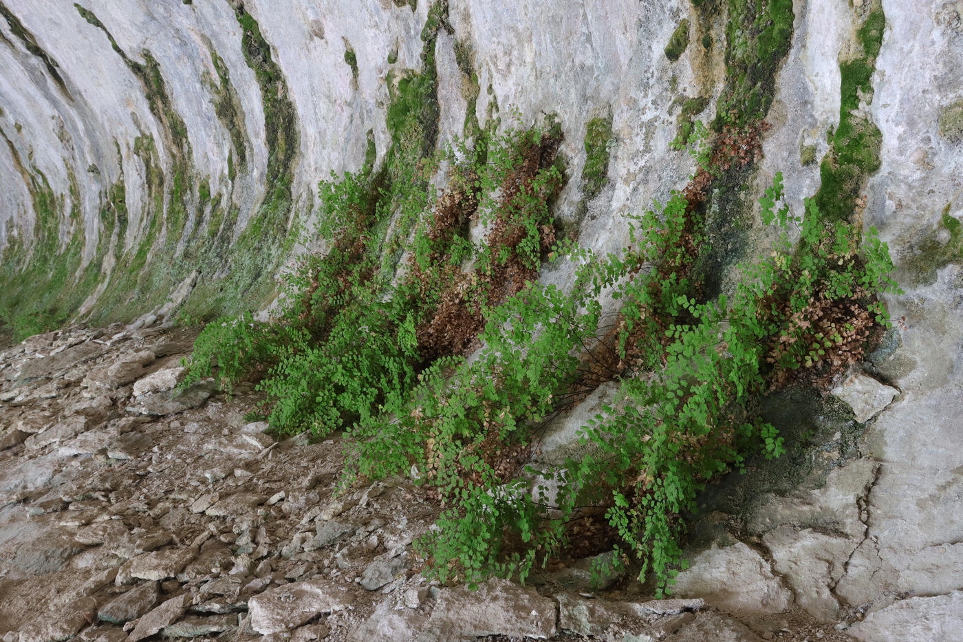 Image of Adiantum capillus-veneris specimen.