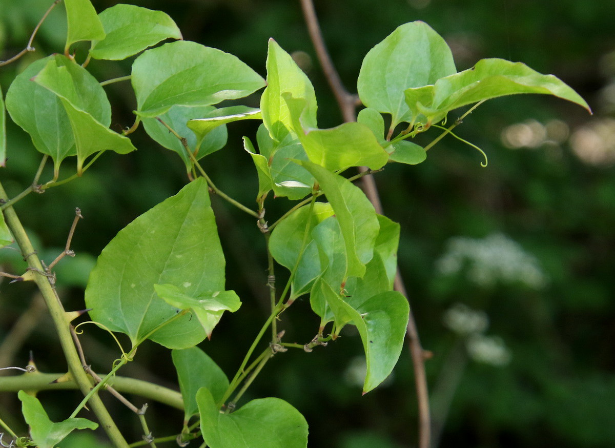 Image of Smilax excelsa specimen.
