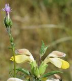 Phlomoides labiosa