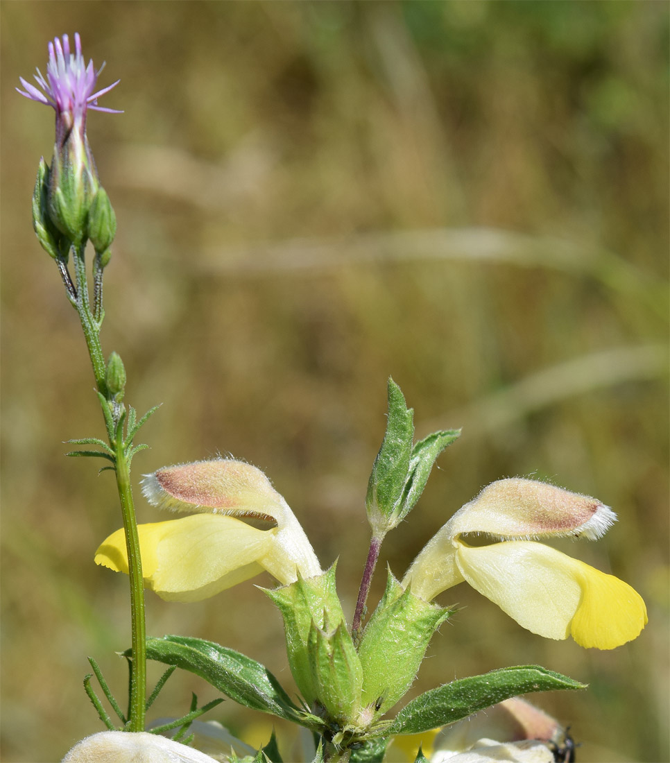 Image of Phlomoides labiosa specimen.