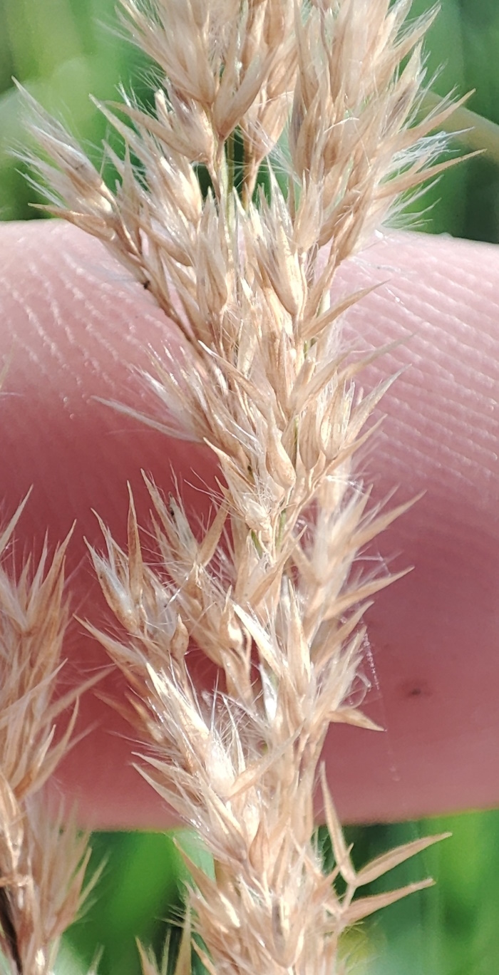 Image of Calamagrostis canescens specimen.