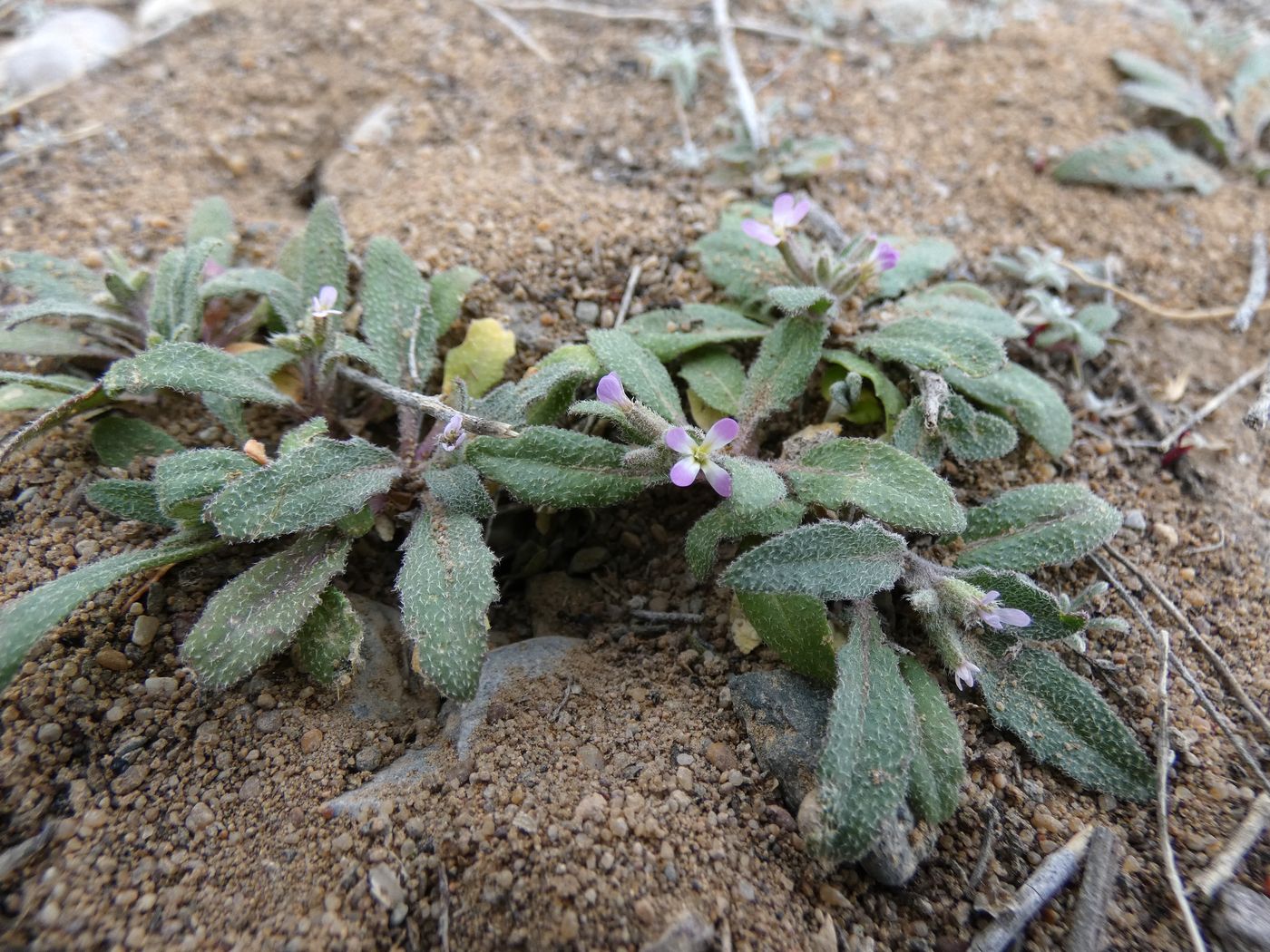 Image of Strigosella stenopetala specimen.