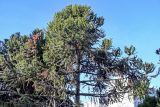 Araucaria angustifolia
