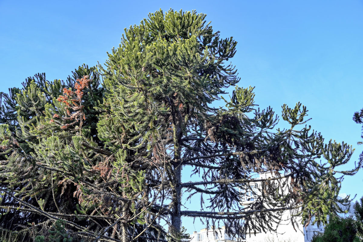 Image of Araucaria angustifolia specimen.