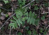 Sorbus aucuparia