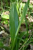 Orchis purpurea subspecies caucasica. Нижняя часть стебля с листом. Дагестан, Магарамкентский р-н, Самурский лес, широколиственный лес. 09.05.2025.