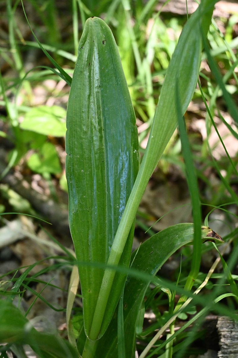Изображение особи Orchis purpurea ssp. caucasica.