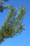 Pinus sylvestris. Ветвь с начавшими развитие молодыми побегами. Псковская обл., Гдовский р-н, окр. дер. Самолва, мемориальный комплекс «Князь Александр Невский с дружиной», побережье Чудского озера, выкашиваемый луг. 27.04.2025.