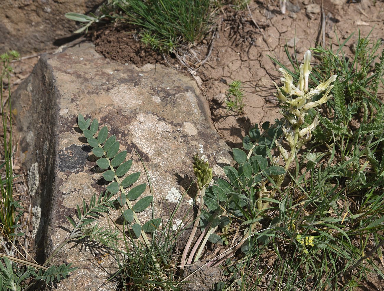 Image of genus Astragalus specimen.