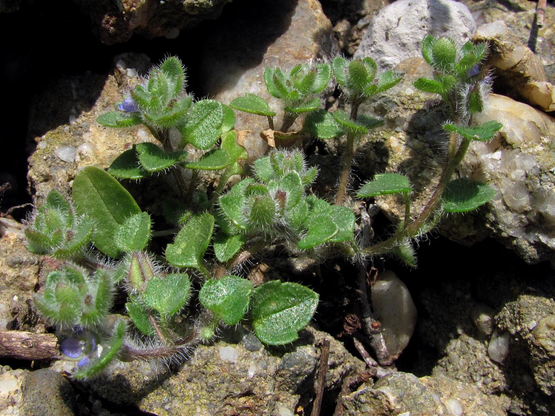 Image of Veronica triloba specimen.