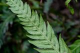 Woodwardia prolifera. Часть вайи с сорусами (вид на абаксиальную поверхность). Китай, г. Шанхай, в культуре. 25.05.2025.