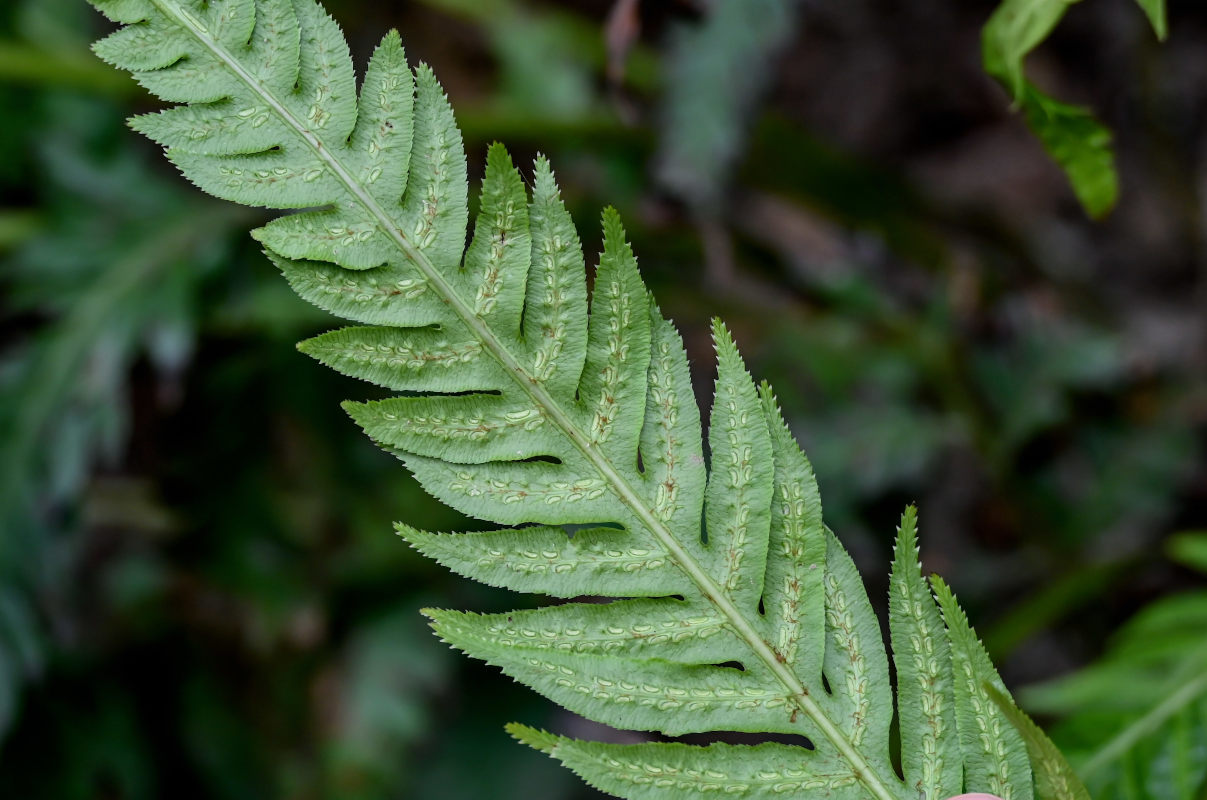 Image of Woodwardia prolifera specimen.