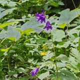 род Campanula