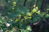 Chamaecytisus ruthenicus