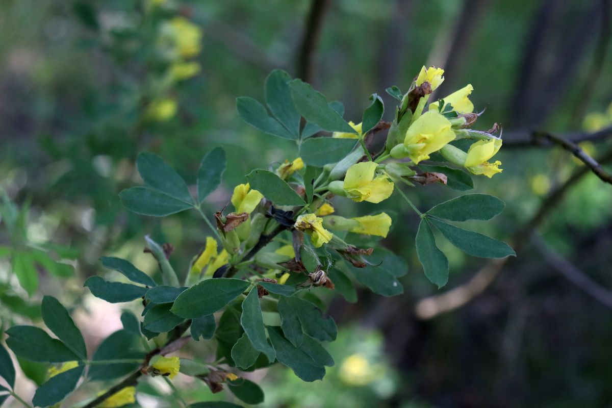 Image of Chamaecytisus ruthenicus specimen.