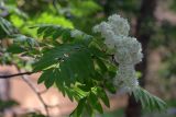 Sorbus aucuparia ssp. glabrata