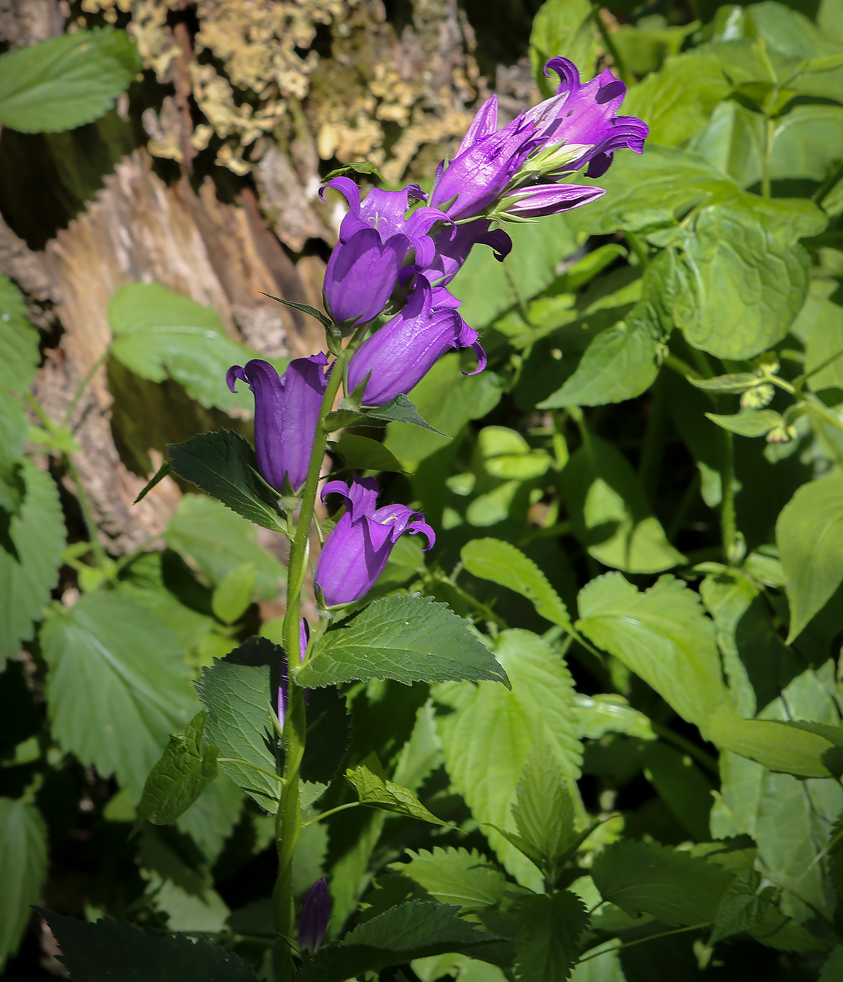 Image of Campanula latifolia specimen.