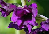 Gladiolus × gandavensis. Цветок. Московская обл., Раменский р-н, окр. дер. Хрипань, садовый участок. 03.08.2025.
