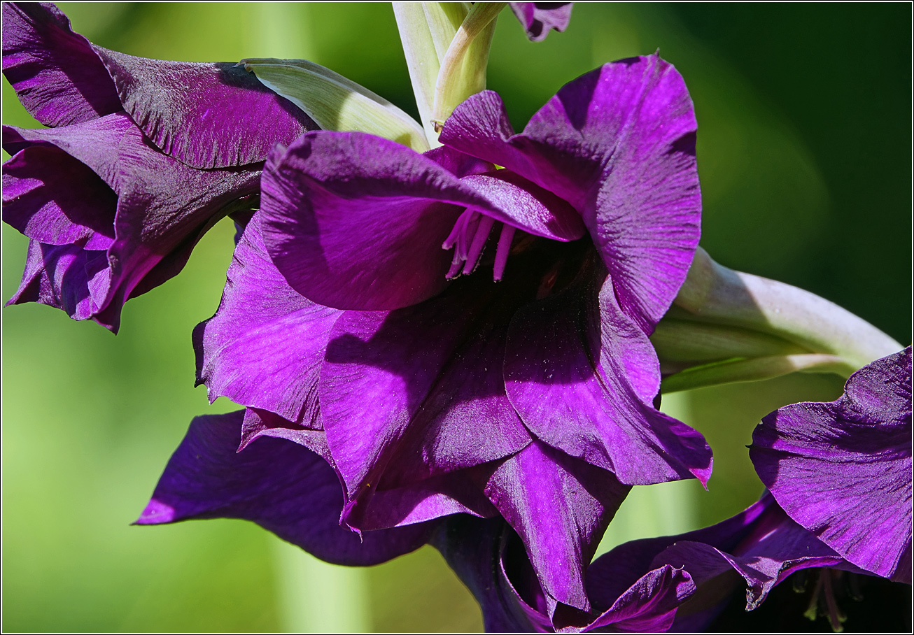 Image of Gladiolus × gandavensis specimen.