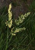 Poa pratensis. Верхушка цветущего растения. Узбекистан, г. Ташкент, Юнусабадский р-н, парковая зона, газон. 18.09.2024.