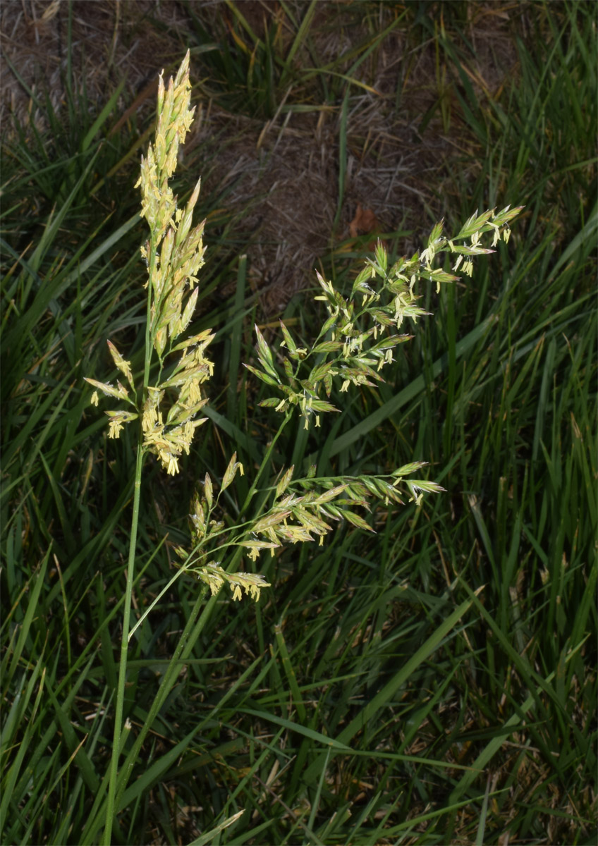Image of Poa pratensis specimen.