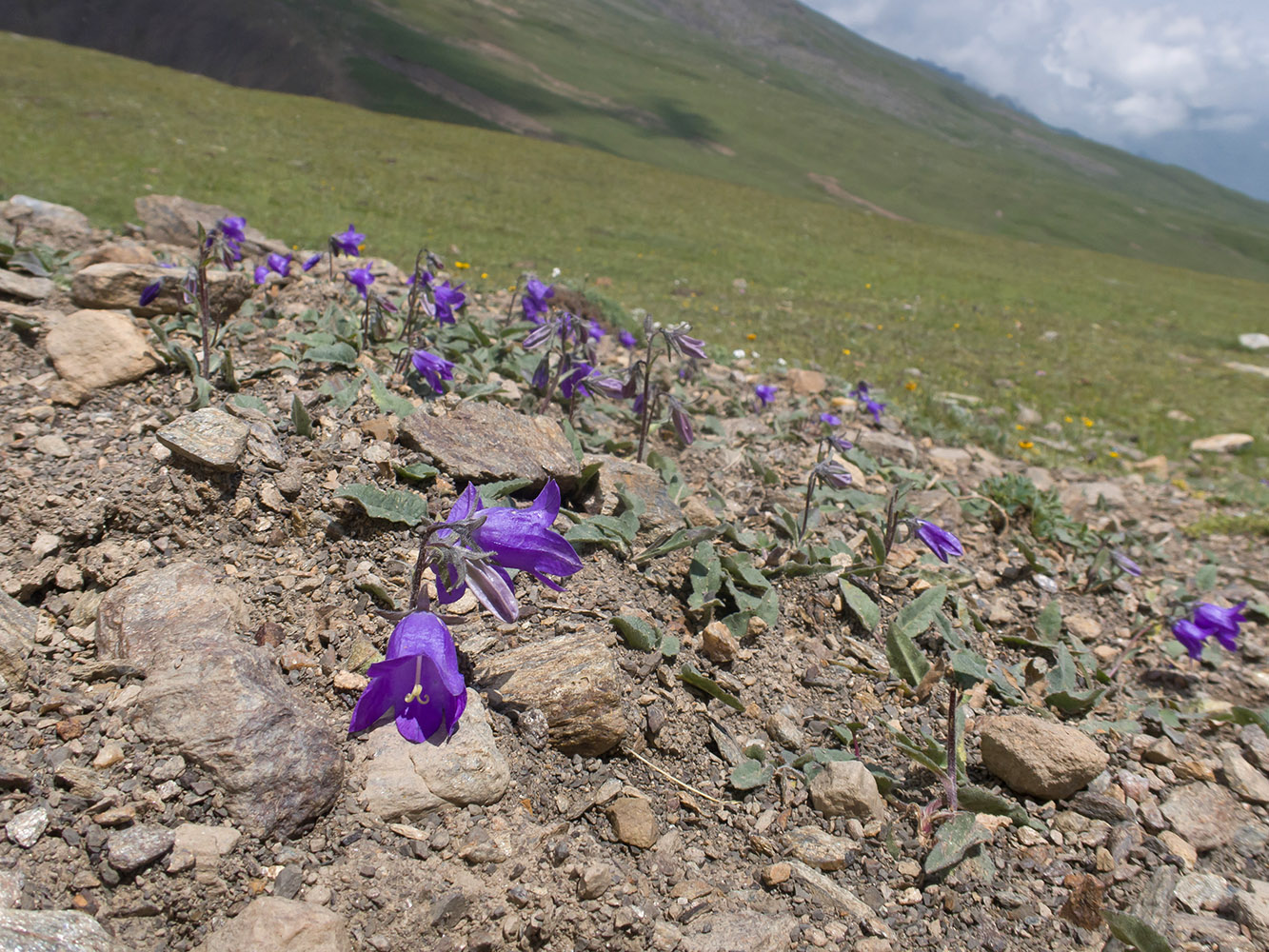 Изображение особи род Campanula.