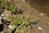Lindernia procumbens. Цветущее растение (в сообществе с Centipeda minima; на заднем плане Cyperus difformis). Приморский край, Октябрьский р-н, окр. с. Чернятино, дол. р. Раздольная на левом берегу, пойма, на илистой отмели. 08.09.2025.