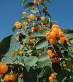 Lonicera tatarica