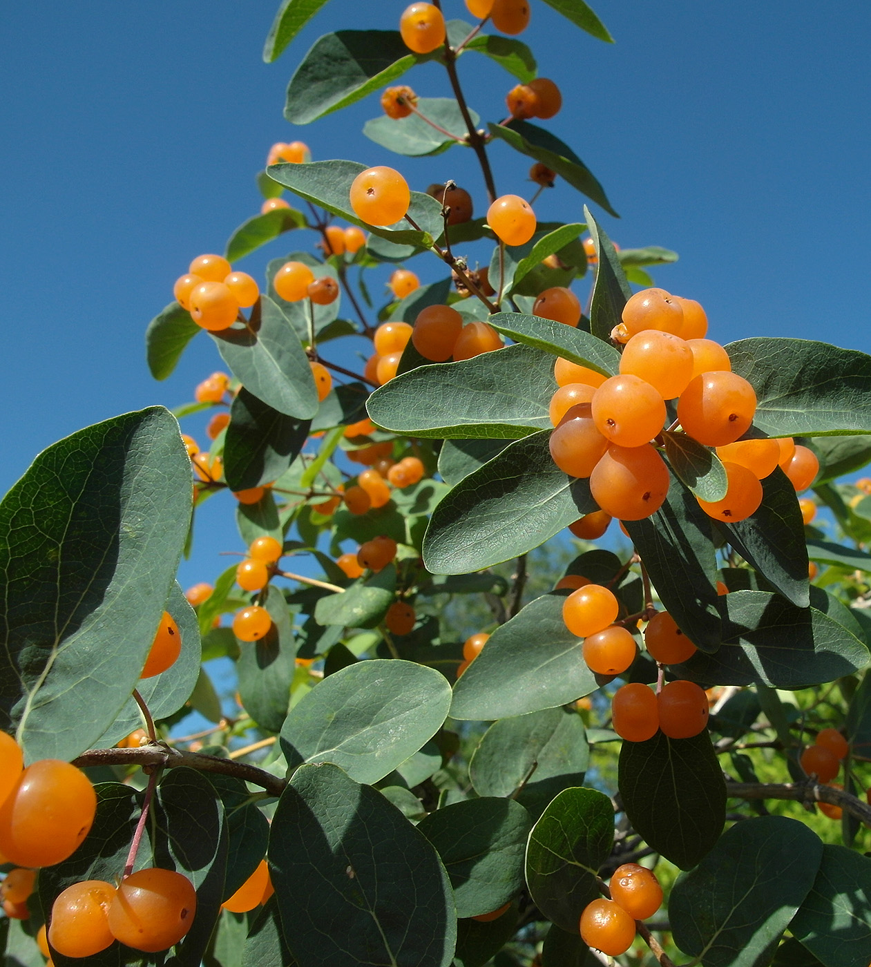 Изображение особи Lonicera tatarica.