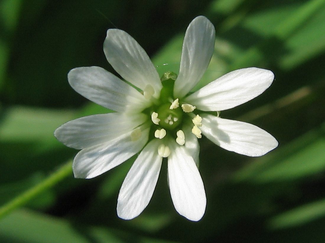 Изображение особи Stellaria nemorum.