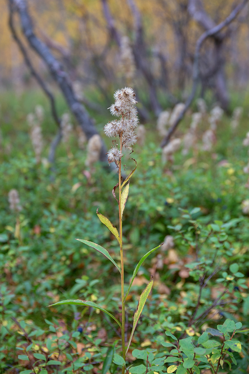 Image of genus Solidago specimen.