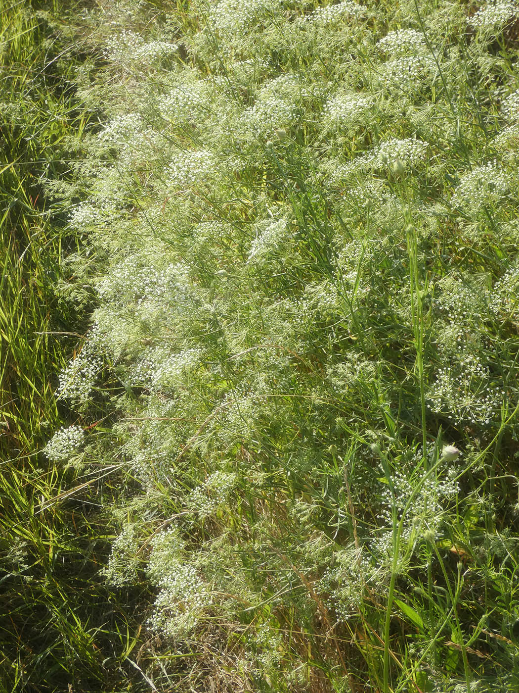 Image of familia Apiaceae specimen.