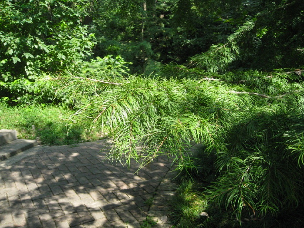 Image of Pseudolarix amabilis specimen.