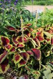 Coleus scutellarioides