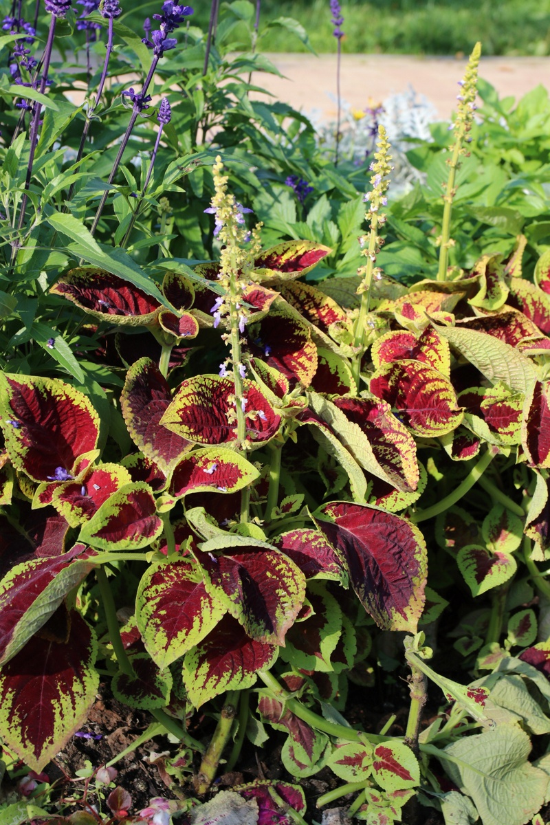Image of Coleus scutellarioides specimen.
