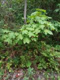 Смотреть изображение Acer pseudoplatanus