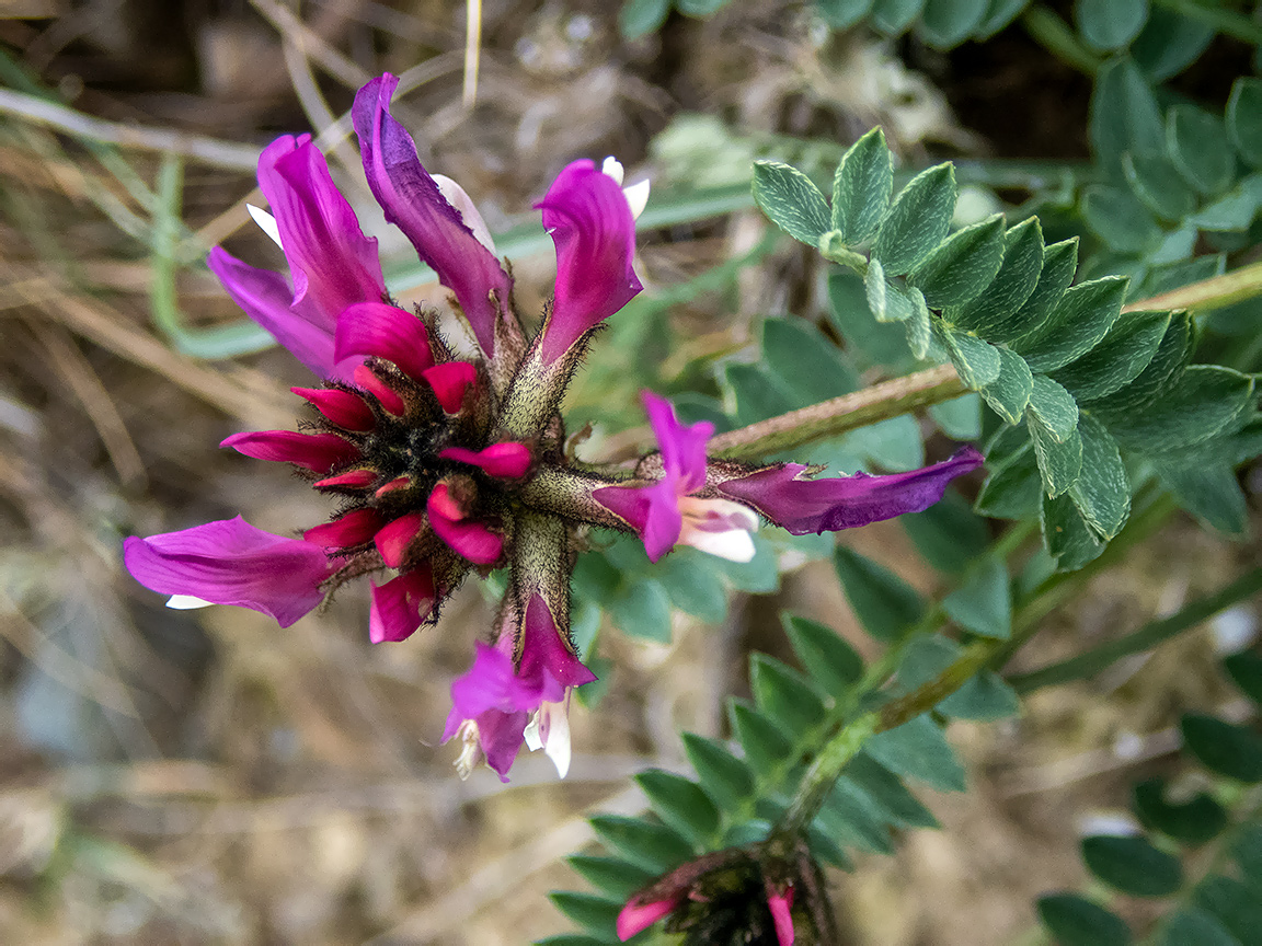 Изображение особи Astragalus suprapilosus.
