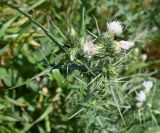 Смотреть изображение семейство Asteraceae