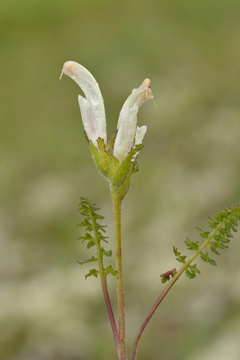 Image of Pedicularis capitata specimen.