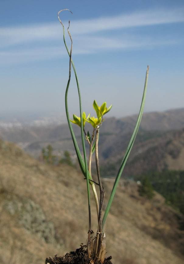 Image of Gagea altaica specimen.