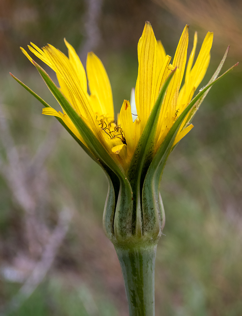Image of genus Tragopogon specimen.
