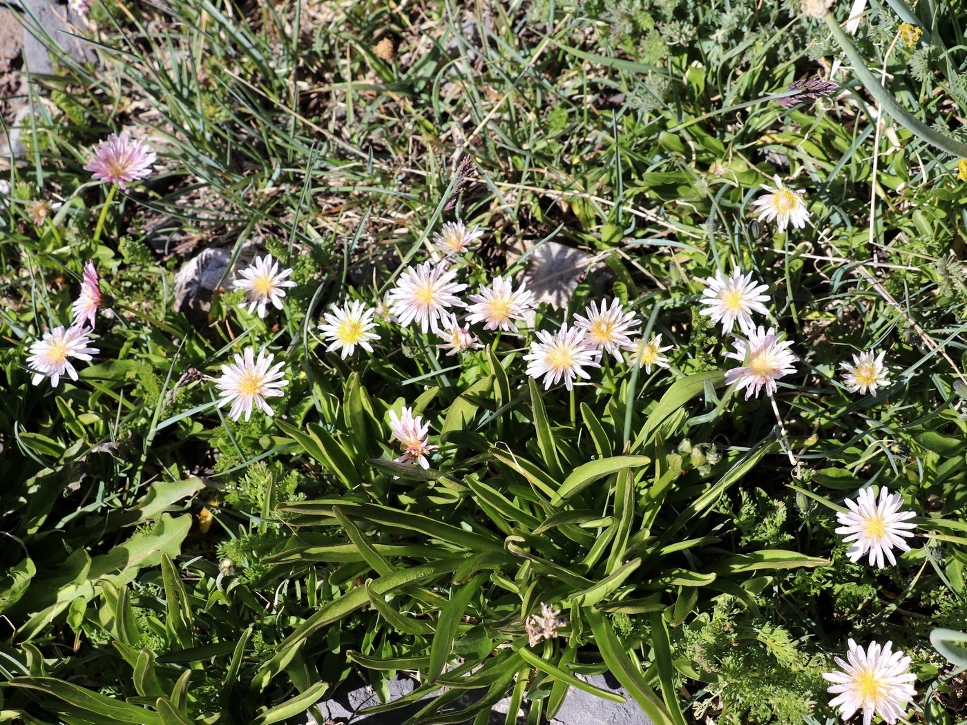 Изображение особи Taraxacum lilacinum.